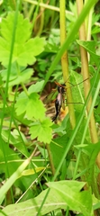 Tanyptera atrata
