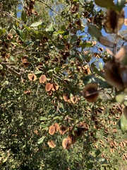 Combretum hereroense hereroense