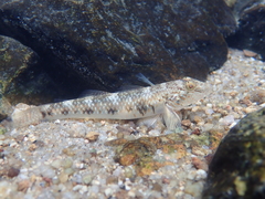 Rhinogobius similis