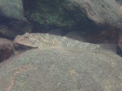 Rhinogobius similis