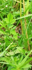 Tanyptera atrata
