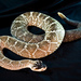 Black-tailed Rattlesnake - Photo (c) acorbit, some rights reserved (CC BY-NC)