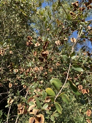 Combretum hereroense hereroense