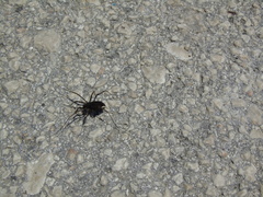 Zachaeus crista