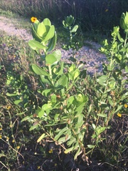Grindelia adenodonta