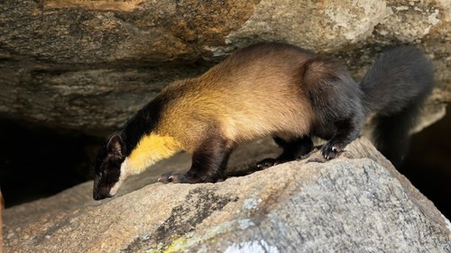 Yellow-throated Marten