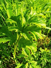 Heracleum dissectum