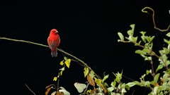 Carpodacus sipahi