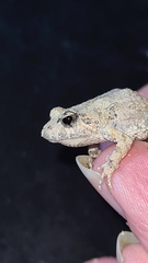 Crinia pseudinsignifera