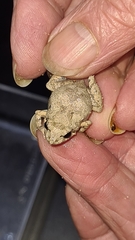 Crinia pseudinsignifera