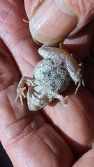 Crinia pseudinsignifera