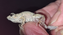 Crinia pseudinsignifera