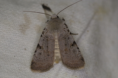 Chersotis margaritacea