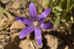 Brodiaea terrestris terrestris