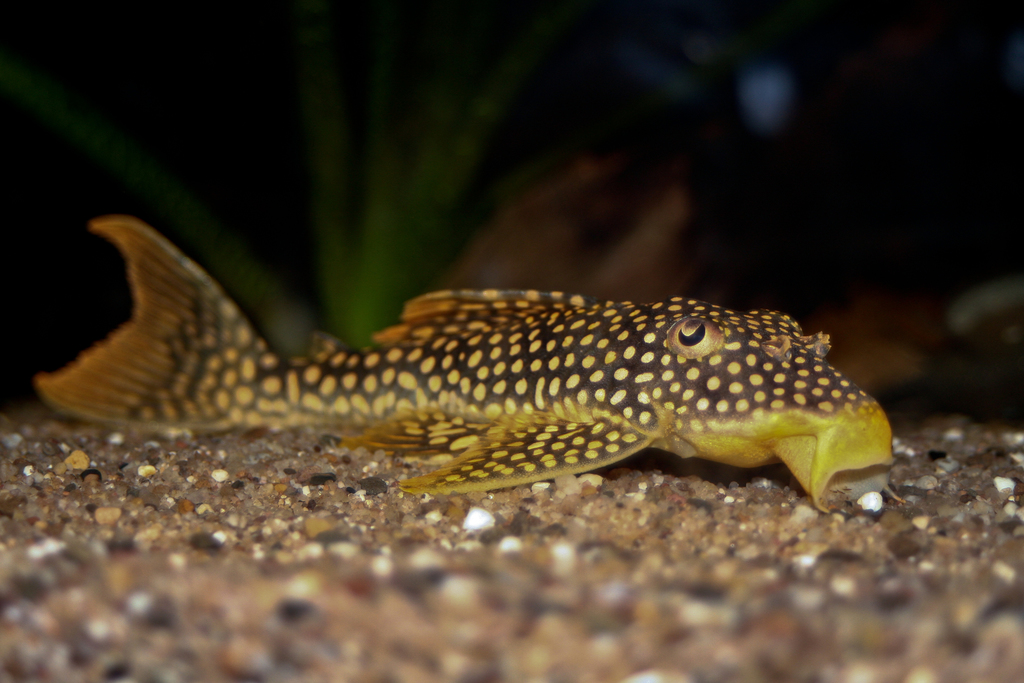 Scobinancistrus