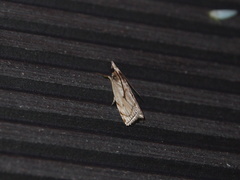 Pseudocatharylla duplicella