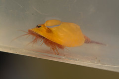Lepidurus packardi