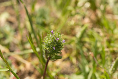 Pogogyne zizyphoroides