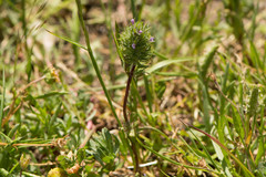Pogogyne zizyphoroides