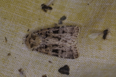 Chersotis multangula