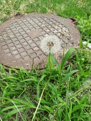 Taraxacum officinale