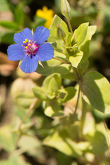 Anagallis