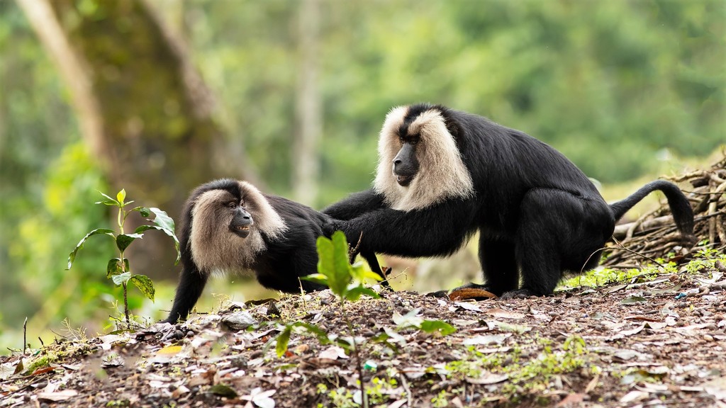Lion-tailed Macaque
