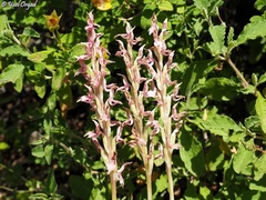 Anacamptis sancta