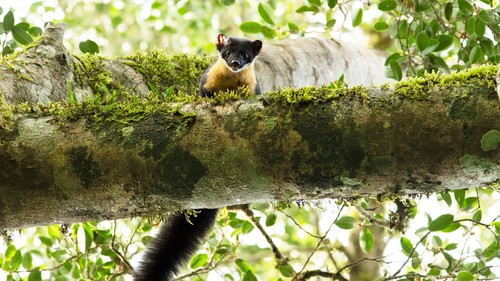 Nilgiri Marten (Martes gwatkinsii)