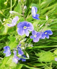 Veronica chamaedrys