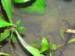 Xenopus