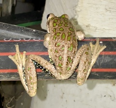 Ranoidea cyclorhynchus