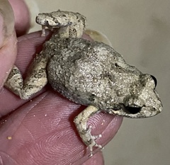 Crinia pseudinsignifera