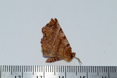 Selenia alciphearia