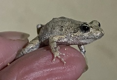 Crinia pseudinsignifera