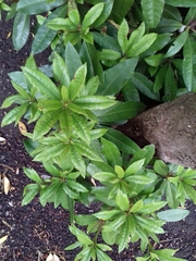 Rhododendron ponticum