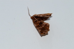 Selenia alciphearia