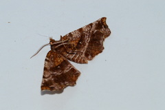 Selenia alciphearia