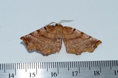 Selenia alciphearia