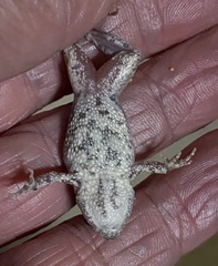 Crinia pseudinsignifera