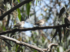 Crithagra atrogularis