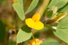Lotus corniculatus corniculatus