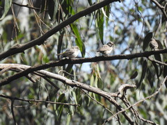 Crithagra atrogularis