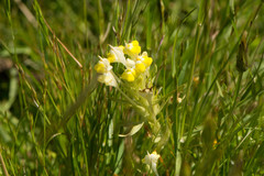 Castilleja campestris