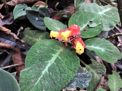 Corytoplectus speciosus