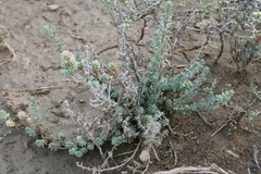 Suaeda fruticosa