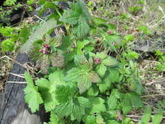 Geranium platyanthum