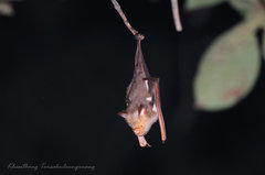 Hipposideros diadema