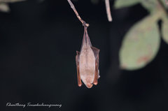 Hipposideros diadema