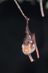 Hipposideros diadema
